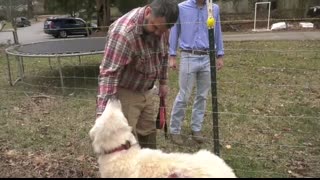 Georgia Sheep Dog Heroically Saves Flock From A Dozen Coyotes