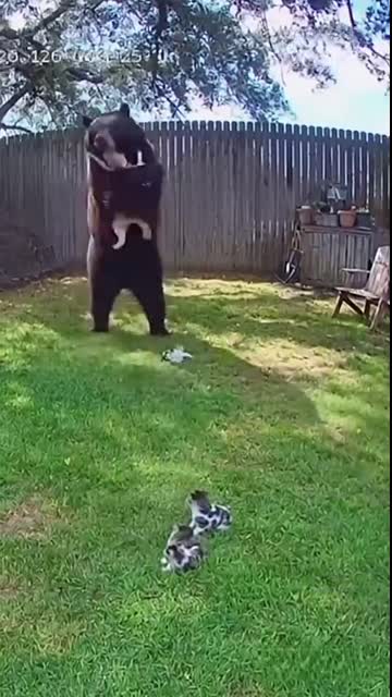 곰의 실수! 모두를 놀라게 한 고양이 엄마의 힘! ???The Bear’s Mistake! Cat Mom’s Power Shocked! クマの失敗！母猫の力に皆が驚いた！#cat