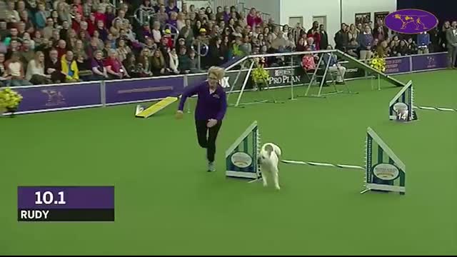 Rudy the Bulldog Crushes the 2019 WKC Masters Agility Course   Westminster Dog Show