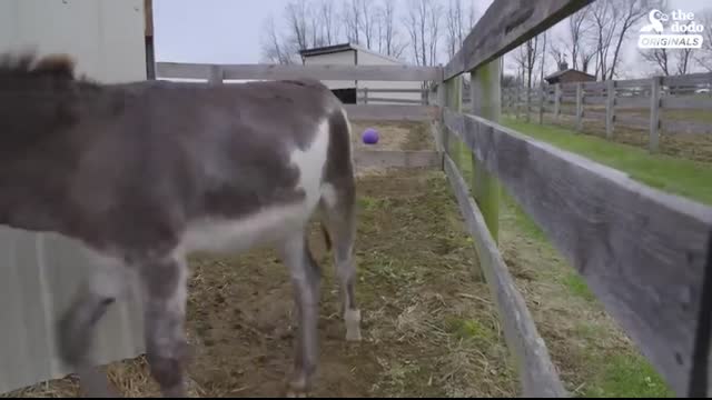 Donkey Mom Is SO Excited To See Her Baby Again   The Dodo Reunited
