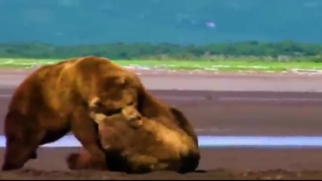 40 Times Animals Messed With The Wrong Opponent !