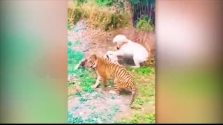 40 Times Animals Messed With The Wrong Opponent !