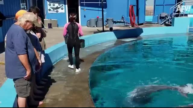 FUNNIEST Wild Animal Moments Caught on Camera ?