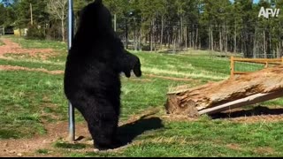 FUNNIEST Wild Animal Moments Caught on Camera ?