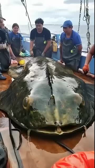 GIANT Mysterious Sea Creatures CAUGHT on Camera!