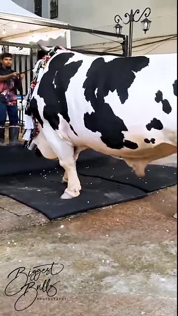 Holstein Friesian bull with muscular and robust build