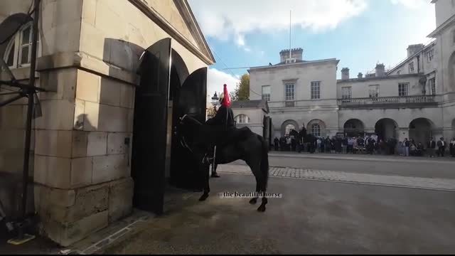 HORSE GUARDS Soldier almost gets bitten & Tourists step in box #horse #horselove #horseguardsparade