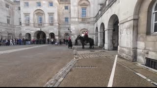 HORSE GUARDS Soldier almost gets bitten & Tourists step in box #horse #horselove #horseguardsparade