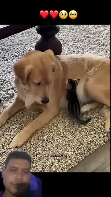 Cat and dog they are best friend. #dog #cat #pets