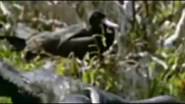 Mortal Combat Full Episode   Animal Fight Night 2