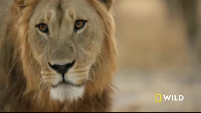 Uprising Lion King Slayers   Bloody Wars in the Pride (Full Episode)   Savage Kingdom