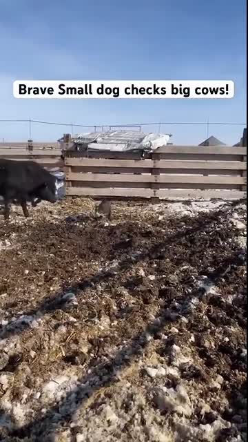 Brave small dog checks big cows!