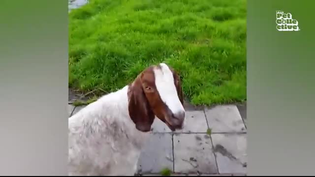 Funniest Farm Animals