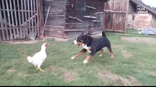 Funniest Farm Animals