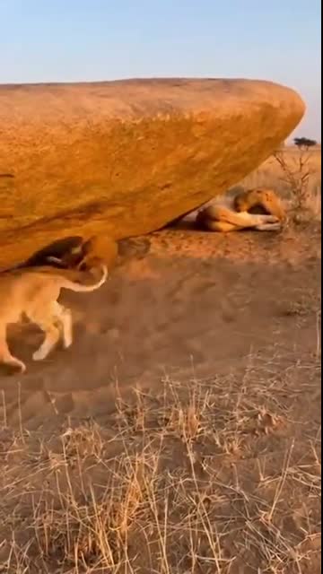 혹맷돼지 스피커 한 번에 무너진 사자 무리 ??? Warthog’s Toy Alarm Shook the Whole Pride