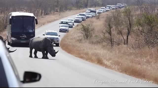 Rhino Traffic Jam Kruger National Park Biggest Road Block Ever