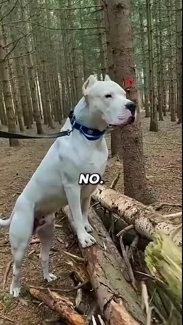 Meet the Dogs That Even Rottweilers Fear