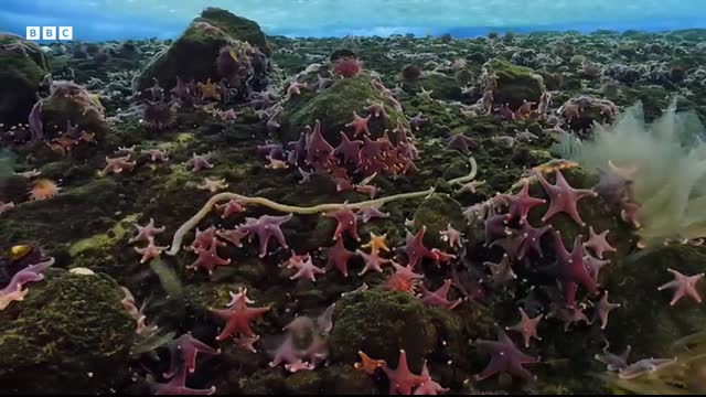 The 'Finger of Death' that Freezes Everything it Touches   Earth's Great Seasons   BBC Earth