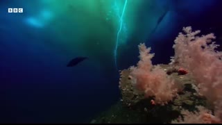 The 'Finger of Death' that Freezes Everything it Touches   Earth's Great Seasons   BBC Earth