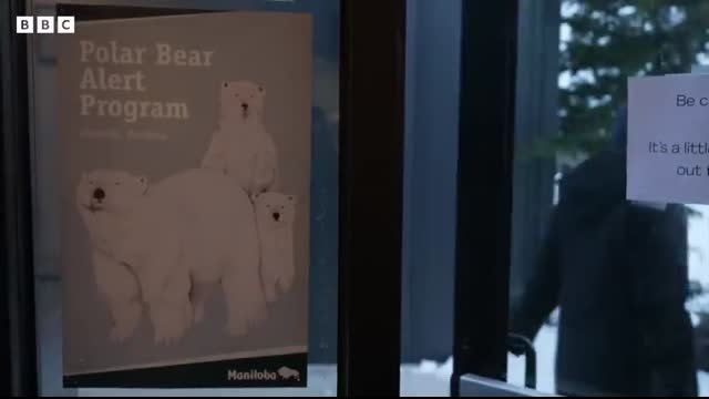Living alongside polar bears in the Canadian Arctic - BBC World Service