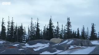 Living alongside polar bears in the Canadian Arctic - BBC World Service
