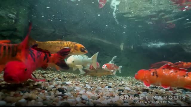 Swimming with the Koi Fish