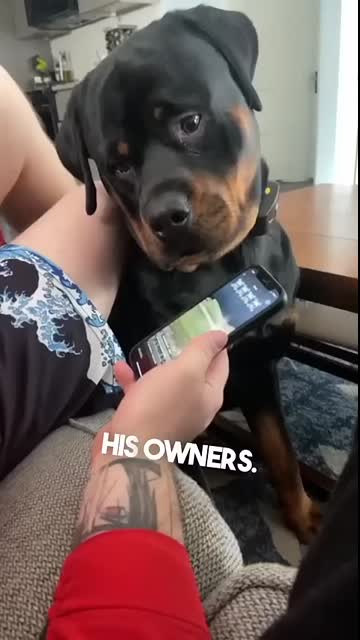 This dog got in trouble at his school ?