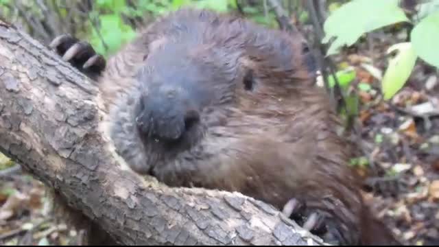Beaver chews through tree limb close up footage See how beavers do it!
