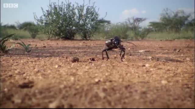 Bombardier Beetle Sprays Acid From Its Rear   Life   BBC Earth