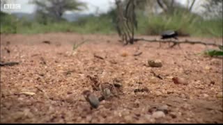 Bombardier Beetle Sprays Acid From Its Rear   Life   BBC Earth