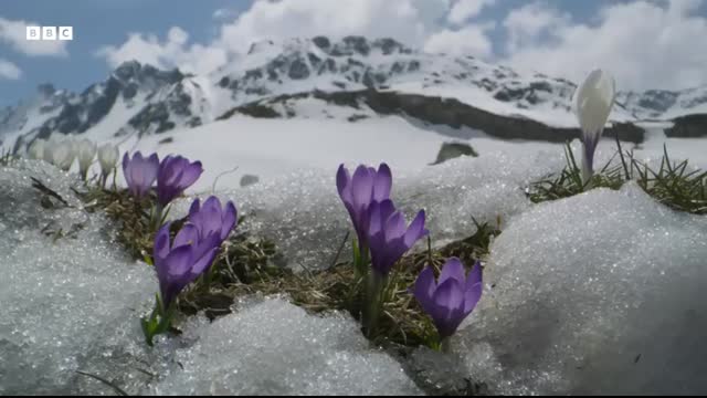 Frogs Race For Love   Planet Earth III   BBC Earth