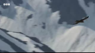 Frogs Race For Love   Planet Earth III   BBC Earth