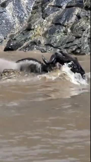 A Battle for Survival Wildebeest vs. Crocodile in the African River