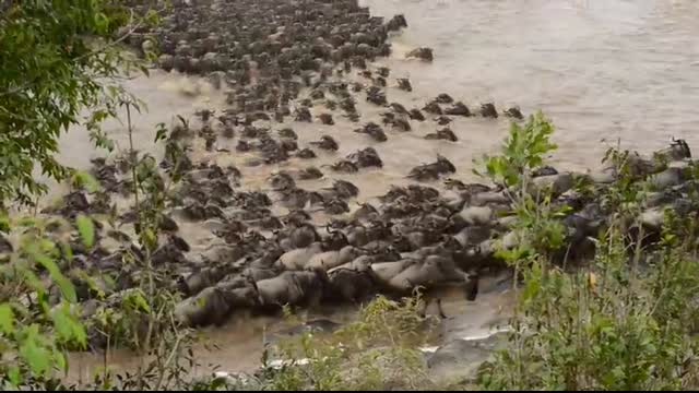 Wildebeest crossing Mara River at Entim Camp
