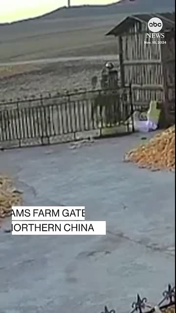 Tiger rams farm gate in northern China
