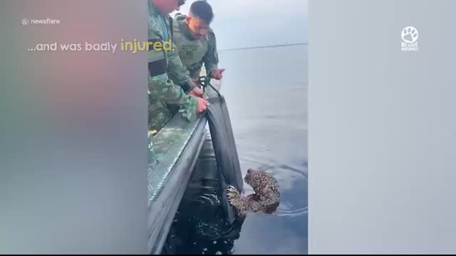 Injured jaguar swims up to boat and asks for help