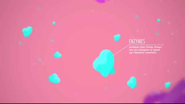 Digestive System, Part 1 Crash Course Anatomy & Physiology #33