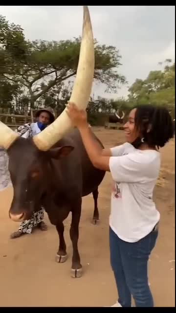 Big & long horn! #cow #cowvideos #cows #bull #viral #trending #jallikattu #jallikattukalai #shorts