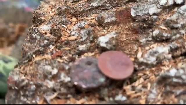 A shocking find in stump in a cemetery