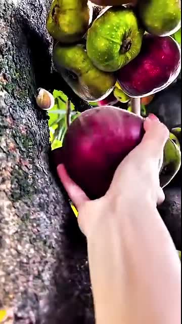 Rare and Unique Fruits You've Never Know! #shorts #plants #farming