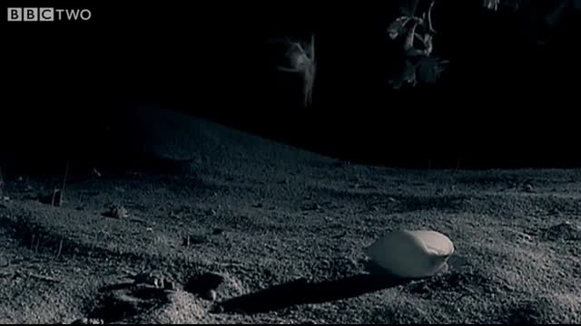 Small Spider Lifts Snail Shell Up Tree - Madagascar - BBC