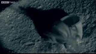 Small Spider Lifts Snail Shell Up Tree - Madagascar - BBC