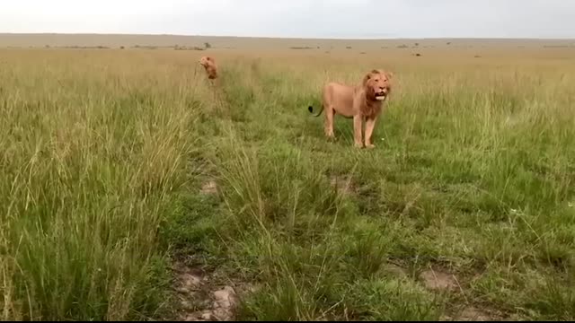 Male lion attacks over 20 hyenas
