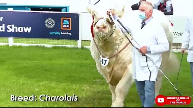 Champion Bulls of Different Breeds at Royal Highland Show 2021