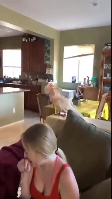 Super Cute And Funny Parrots #11