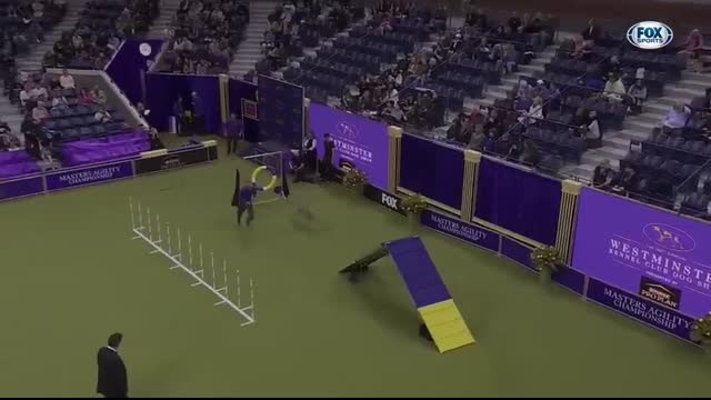 Best of 2024 Masters Agility Championships from Westminster Kennel Club   FOX Sports