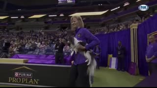 Best of 2024 Masters Agility Championships from Westminster Kennel Club   FOX Sports