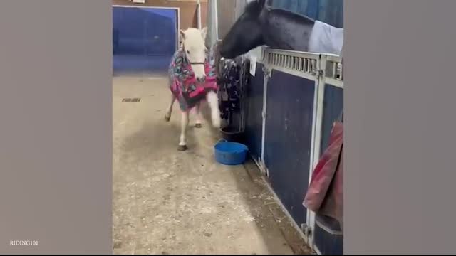 I wasn’t ready for how funny these horses are! - Funniest ANIMAL Videos 2025