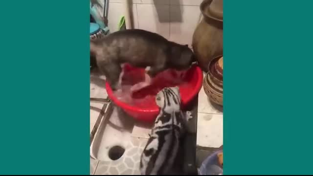 ? Hilarious Cats Bullying Innocent Dogs ?