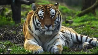 ABC Phonics Song , Number Song , Toddlers , Babies , Nursery Rhymes , Colour Song , Shapes song, 123